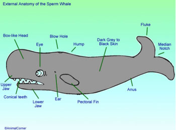 diagram_whale.jpg