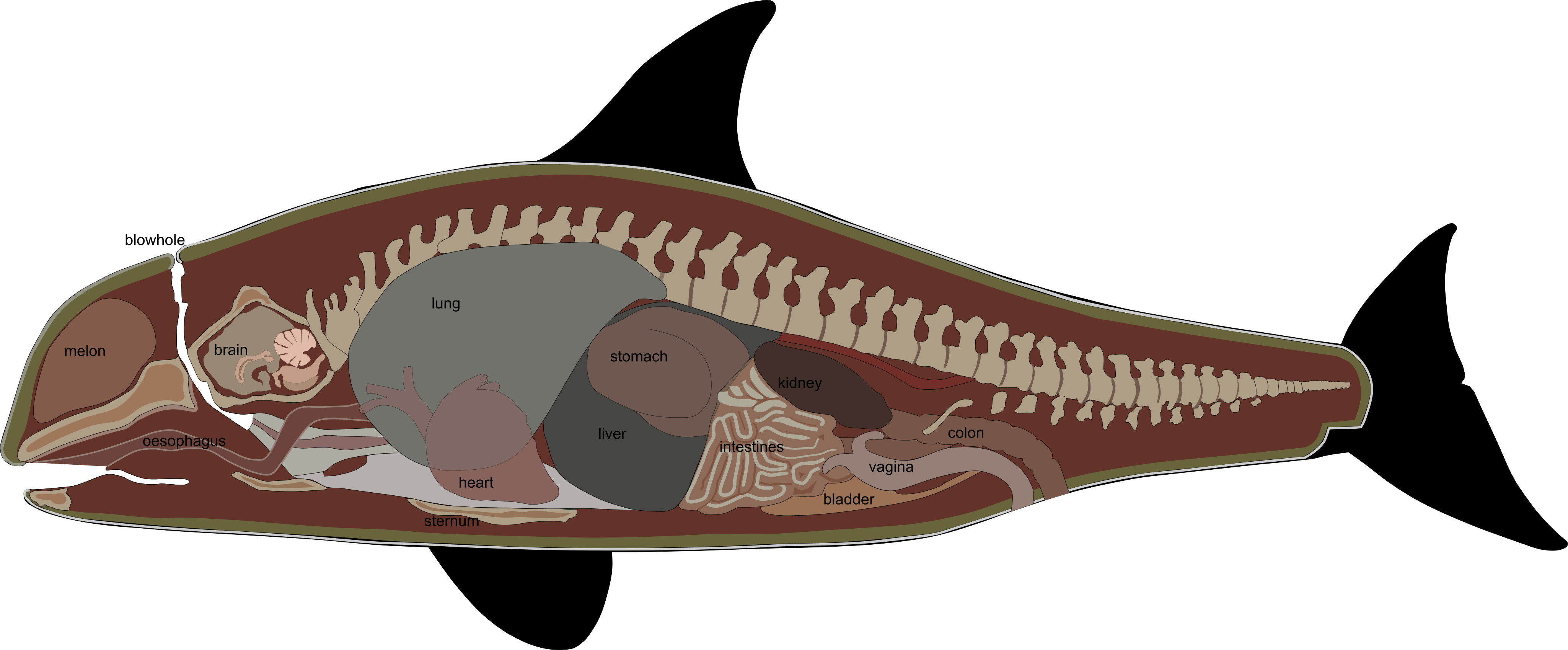 鲸鲨身体结构图图片