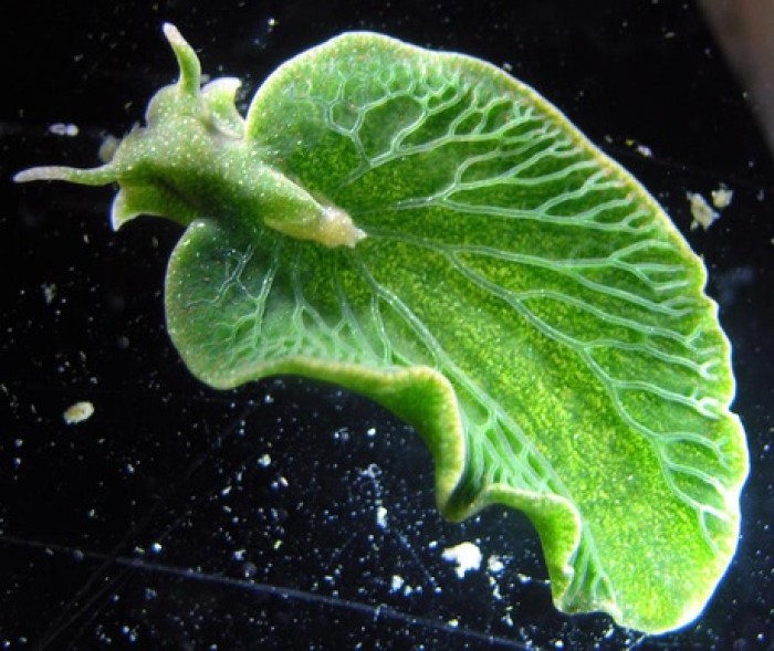 绿叶海蜗牛图片