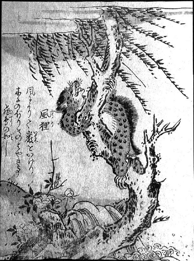 140風狸.jpg